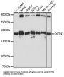 Dynactin Subunit 1 (DCTN1) Antibody