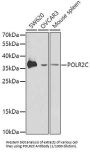 RNA Polymerase II Subunit C (POLR2C) Antibody