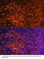 Inducible T-Cell Costimulator (ICOS) Antibody