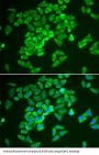 Kelch Like ECH Associated Protein 1 (KEAP1) Antibody