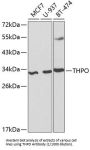 Thrombopoietin (THPO) Antibody