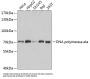 DNA Polymerase Eta (POLH) Antibody