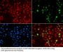 DNA Polymerase Eta (POLH) Antibody