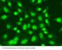 DNA Ligase 1 (LIG1) Antibody