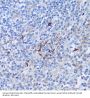 Peptidyl Arginine Deiminase Type IV (PADI4) Antibody