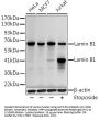 Lamin B1 (LMNB1) Antibody
