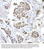 Lamin B1 (LMNB1) Antibody