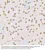 Lamin B1 (LMNB1) Antibody