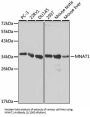 CDK7/Cyclin-H Assembly Factor (MNAT1) Antibody