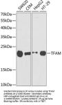 Transcription Factor A, Mitochondrial (TFAM) Antibody