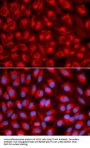 Transcription Factor A, Mitochondrial (TFAM) Antibody