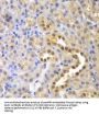 Glyoxalase I (GLO1) Antibody