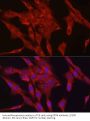 Glutathione Peroxidase 4 (GPX4) Antibody