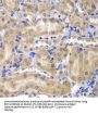 Ribosomal Protein L5 (RPL5) Antibody