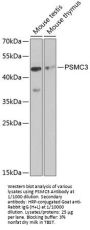 26S Proteasome Regulatory Subunit 6A (PSMC3) Antibody