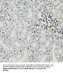 26S Proteasome Regulatory Subunit 6A (PSMC3) Antibody