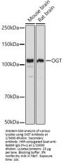 UDP-N-Acetylglucosamine--Peptide N-Acetylglucosaminyltransferase 110 kDa Subunit (OGT) Antibody