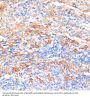 Serum Amyloid P-Component (APCS) Antibody