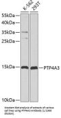 Protein Tyrosine Phosphatase Type IVA 3 (PTP4A3) Antibody