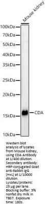 Cytidine Deaminase (CDA) Antibody