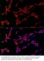 Cytidine Deaminase (CDA) Antibody