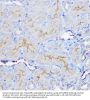 5'-Nucleotidase / CD73 (NT5E) Antibody