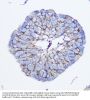 5'-Nucleotidase / CD73 (NT5E) Antibody