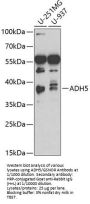 Alcohol Dehydrogenase Class-3 (ADH5) Antibody