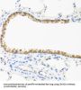 Cyclin Dependent Kinase 4 Inhibitor C (CDKN2C) Antibody