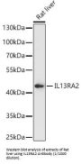 Interleukin 13 Receptor Alpha 2 (IL13RA2) Antibody