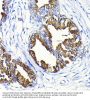 Prostate-Specific Antigen / PSA (KLK3) Antibody