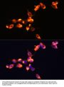 Prostate-Specific Antigen / PSA (KLK3) Antibody