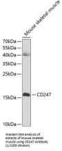 T-Cell Surface Glycoprotein CD3 Zeta Chain (CD247) Antibody
