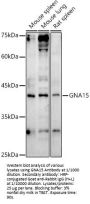 Guanine Nucleotide-Binding Protein Subunit Alpha-15 (GNA15) Antibody