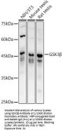 Glycogen Synthase Kinase 3 Beta (GSK3B) Antibody