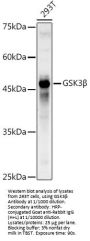 Glycogen Synthase Kinase 3 Beta (GSK3B) Antibody