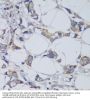 Glycogen Synthase Kinase 3 Beta (GSK3B) Antibody