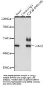 Glycogen Synthase Kinase 3 Beta (GSK3B) Antibody
