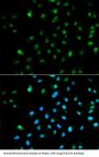 DNA-Directed RNA Polymerase II Subunit RPB1 (POLR2A) Antibody