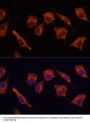 Mucosa-Associated Lymphoid Tissue Lymphoma Translocation Protein 1 (MALT1) Antibody