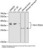 HLA Class II Histocompatibility Antigen, DQ Alpha 1 Chain (HLA-DQA1) Antibody