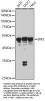 Interferon Regulatory Factor 3 (IRF3) Antibody