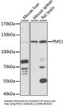 PMS1 Homolog 1, Mismatch Repair System Component (PMS1) Antibody