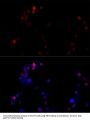 TATA Box Binding Protein (TBP) Antibody