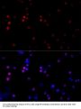 TATA Box Binding Protein (TBP) Antibody