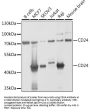 Cluster of Differentiation 24 (CD24) Antibody