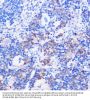 Cluster of Differentiation 24 (CD24) Antibody