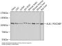 Programmed Cell Death 6-Interacting Protein (PDCD6IP) Antibody
