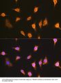 Programmed Cell Death 6-Interacting Protein (PDCD6IP) Antibody