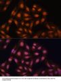 Chromobox Protein Homolog 3 (CBX3) Antibody